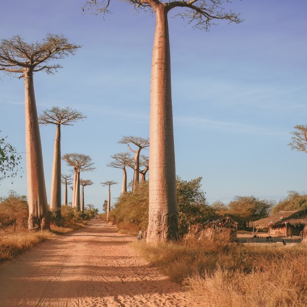 מורונדבה – בירת הבאובבים וההרפתקאות של מדגסקר