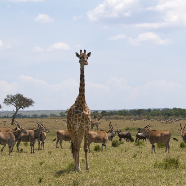 להתאהב בפרא: מסע עוצר נשימה לשמורת מסאי מארה