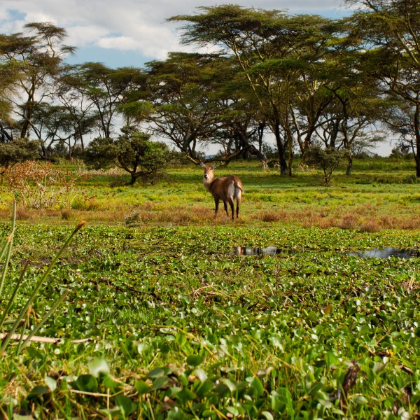 נייבשה – חוויית טבע קסומה בלב אפריקה